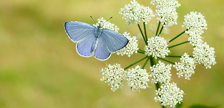 Photo of a blue butterfly on w white flower
