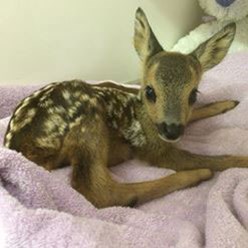 Photo of a fawn in a blanket