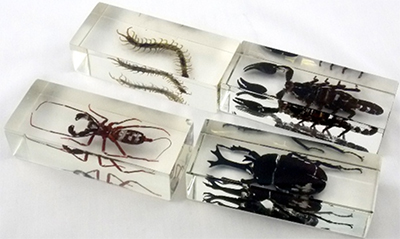 Donated Natural History Museum 'Real Life Bugs & Insects' collection