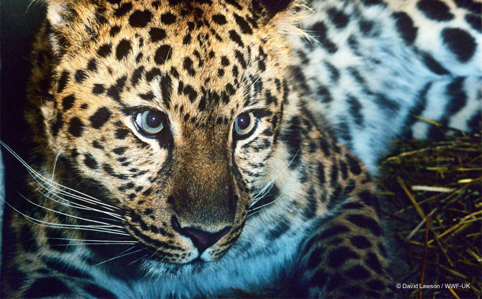 WWF working to protect the devastated Amur leopard habitat