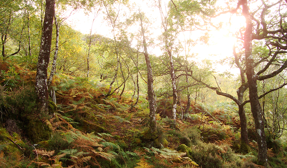 RSPB restoring Scottish Rainforest