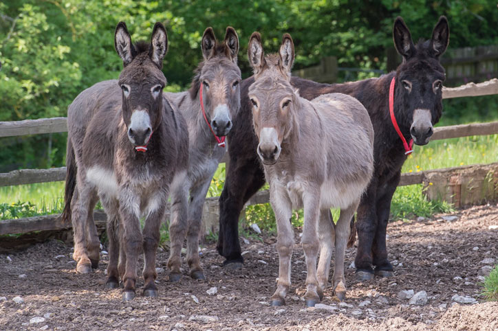 Donkeys at The Donkey Sanctuary