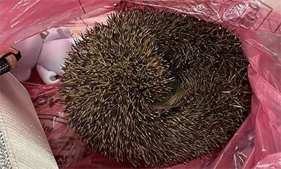 One of several hedgehogs mistakenly donated to charity