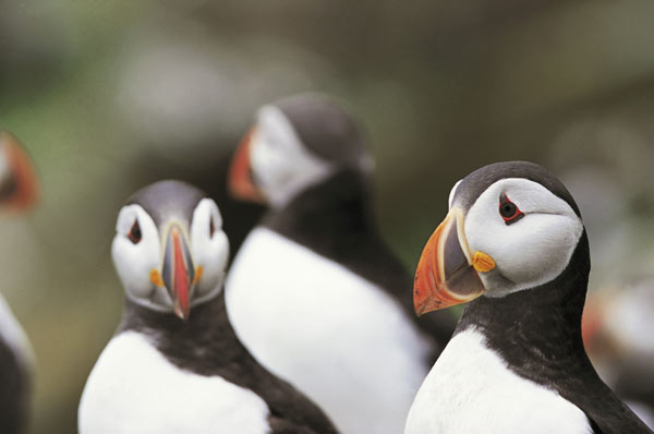 Photo of puffins