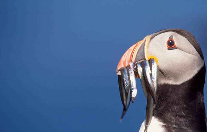 RSPB image of Puffin
