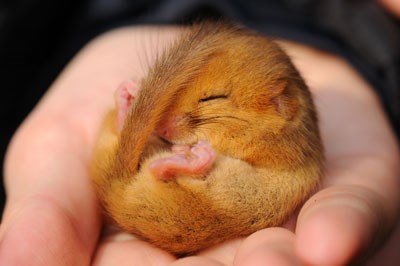 Photo of a dormouse curled up in the palm of a person's hand