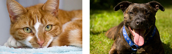 A photo of a ginger cat and a photo of a dark brown dog with a blue collar