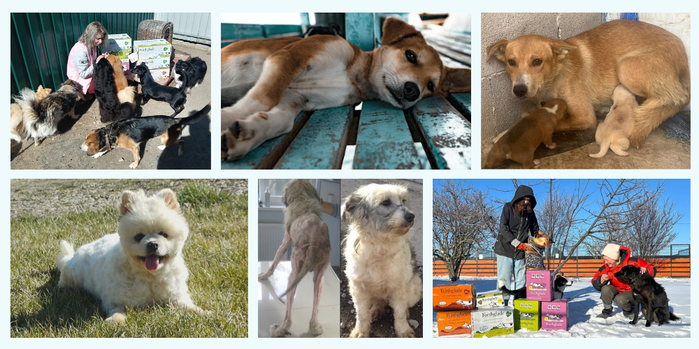 Photos of Rolda UK rescue dogs
